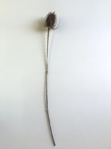 Artwork by Letizia Romanini - Carduus 1 - Reuter Bausch Art Gallery - Luxembourg