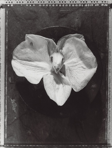 Artwork by  Michel Medinger - l'Orchid�e - Reuter Bausch Art Gallery - Luxembourg