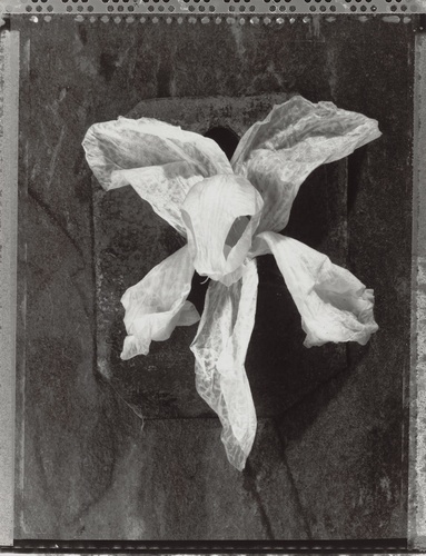 Artwork by  Michel Medinger - l'Orchid�e - Reuter Bausch Art Gallery - Luxembourg