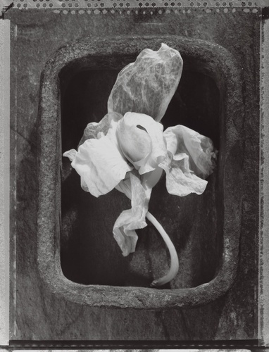 Artwork by  Michel Medinger - l'Orchid�e - Reuter Bausch Art Gallery - Luxembourg