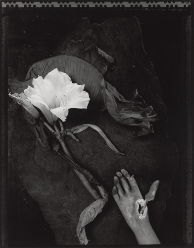 Artwork by  Michel Medinger - l'Orchid�e - Reuter Bausch Art Gallery - Luxembourg