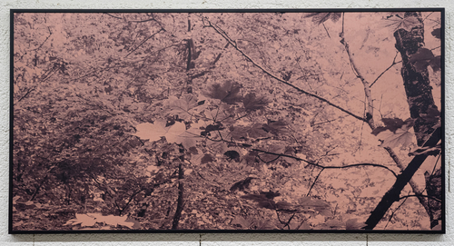 Artwork by Letizia Romanini - Acer pseudoplatanus I - Reuter Bausch Art Gallery - Luxembourg