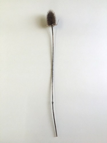 Artwork by Letizia Romanini - Carduus 1.1 - Reuter Bausch Art Gallery - Luxembourg