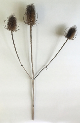 Artwork by Letizia Romanini - Carduus 3 - Reuter Bausch Art Gallery - Luxembourg