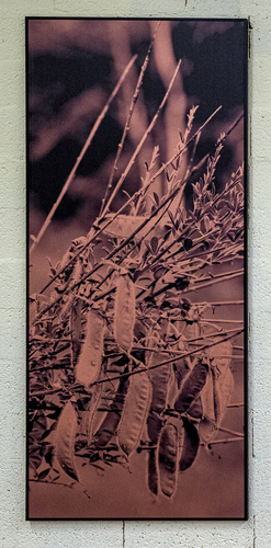 Artwork by Letizia Romanini - Cytisus scoparius - Reuter Bausch Art Gallery - Luxembourg