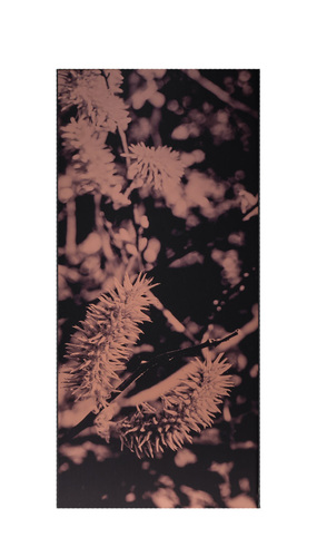 Artwork by Letizia Romanini - Salix caprea - Reuter Bausch Art Gallery - Luxembourg