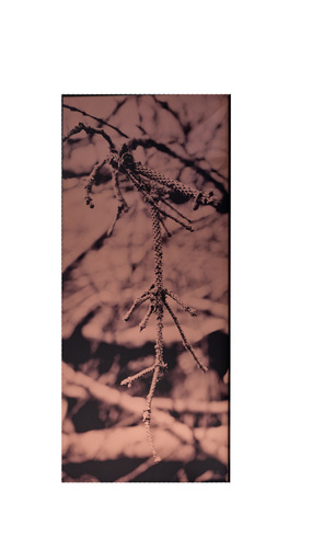 Artwork by Letizia Romanini - Pinus sylvestris - Reuter Bausch Art Gallery - Luxembourg