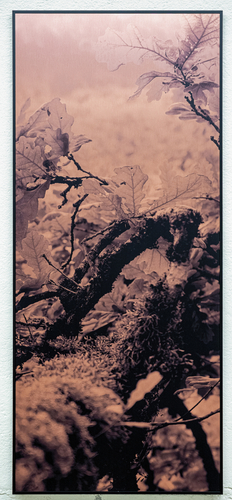 Artwork by Letizia Romanini - Quercus robur - Reuter Bausch Art Gallery - Luxembourg